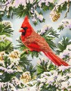 Good Fortune Cardinal