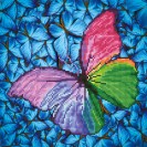 Flutter by Pink με κορνίζα