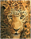 Jaguar Prowl με κορνίζα